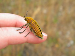 Julodis