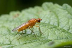 Psila fimetaria