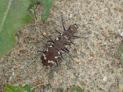 Cicindela hybrida