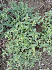 Scutellaria caucasica