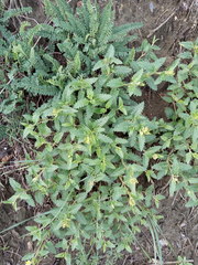 Scutellaria caucasica