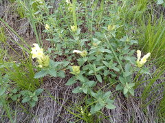 Scutellaria caucasica