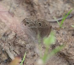 Brakefieldia simonsii