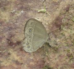 Brakefieldia simonsii