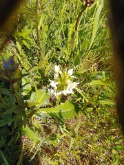 Platanthera chlorantha