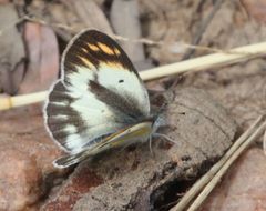 Colotis antevippe gavisa