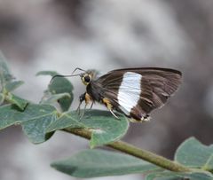 Coeliades forestan forestan