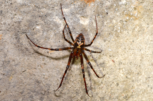 Dolloff Cave Spider (Meta dolloff) · iNaturalist