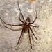 Dolloff Cave Spider - Photo (c) Christian Schwarz, some rights reserved (CC BY-NC), uploaded by Christian Schwarz