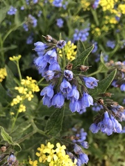 Symphytum caucasicum