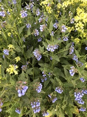 Symphytum caucasicum