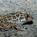 Syrian Spadefoot - Photo (c) Herping the Earth, some rights reserved (CC BY-NC), uploaded by Herping the Earth
