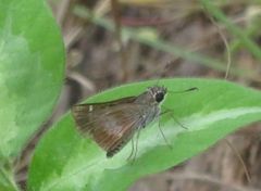 Platylesches moritili