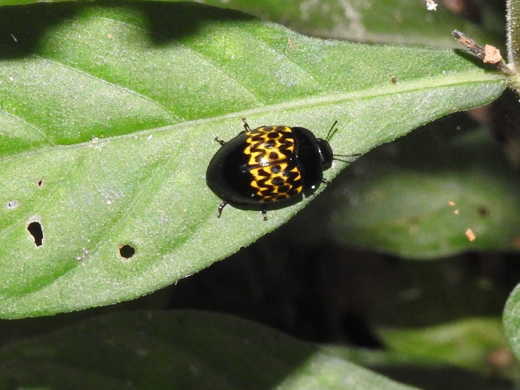 Iphiclus batesi