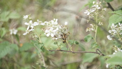 Hemaris aethra