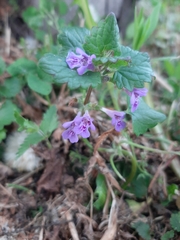 Glechoma hederacea
