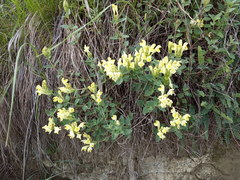 Scutellaria caucasica