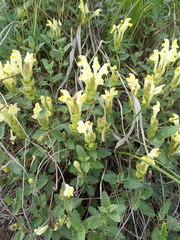 Scutellaria caucasica