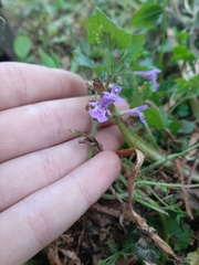 Glechoma hederacea