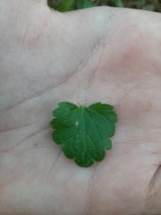 Glechoma hederacea