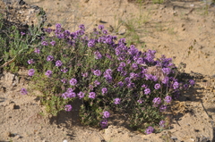 Thymus pallasianus