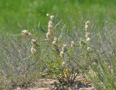 Astragalus vulpinus