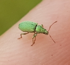 Phyllobius roboretanus