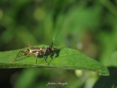 Phylloscyrtus amoenus