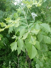 Acer negundo
