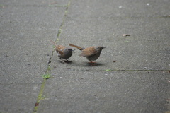 Prunella modularis