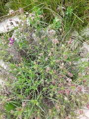Plantago sempervirens