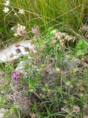 Plantago sempervirens