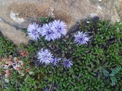 Globularia repens