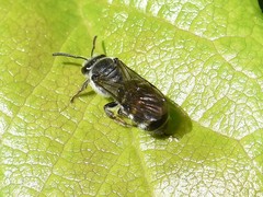 Lasioglossum sexnotatum