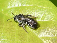 Lasioglossum sexnotatum