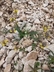 Linaria supina supina