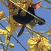photo of Large Carpenter Bees (Xylocopa)
