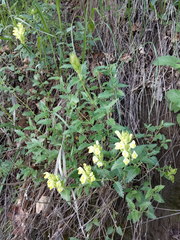 Scutellaria caucasica