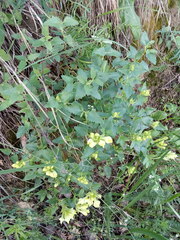 Scutellaria caucasica