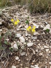 Linaria supina supina