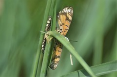 Byblia anvatara