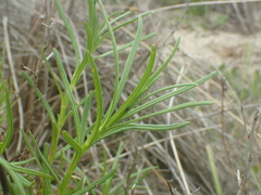 Senecio inaequidens