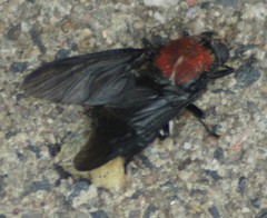 Clitellaria ephippium