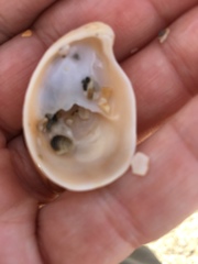 Crepidula fornicata image