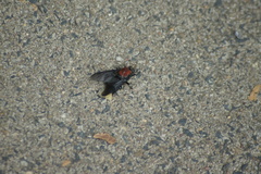 Clitellaria ephippium