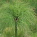 Papyrus Sedge - Photo (c) Shaun Swanepoel, some rights reserved (CC BY-NC-SA), uploaded by Shaun Swanepoel