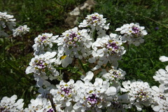 Iberis ciliata