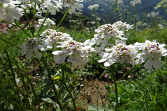Iberis ciliata