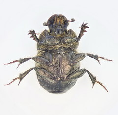 Onthophagus lemur