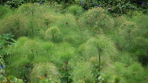 Papyrus sedge